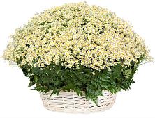 Цветочная композиция из Ромашки в корзине #REPLACE_PRED# Молоди